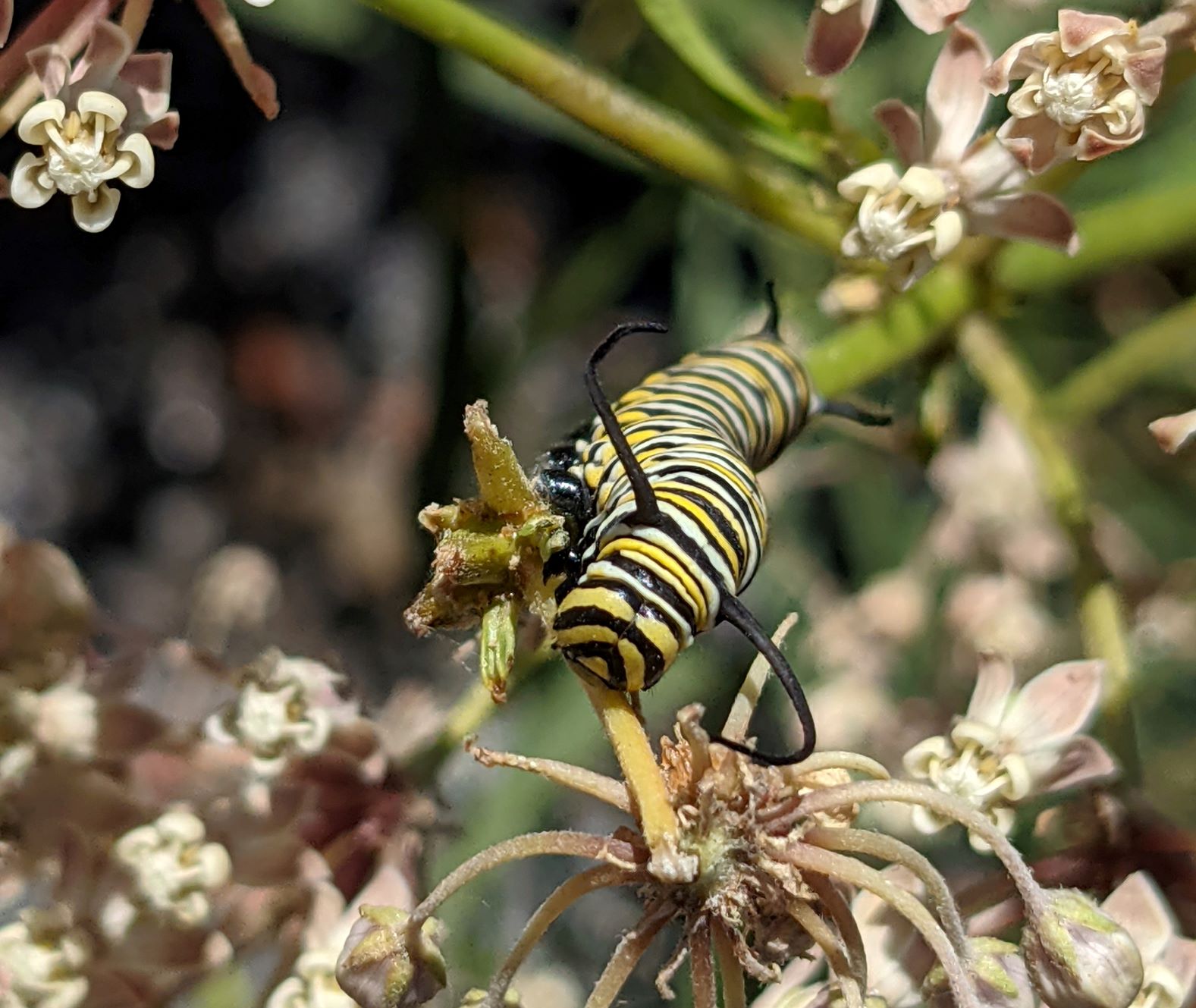 Black, white, and yellow striped caterpillar in the center of the photo is eating native milkweed, bunches of light pink milkweed flowers surround it.