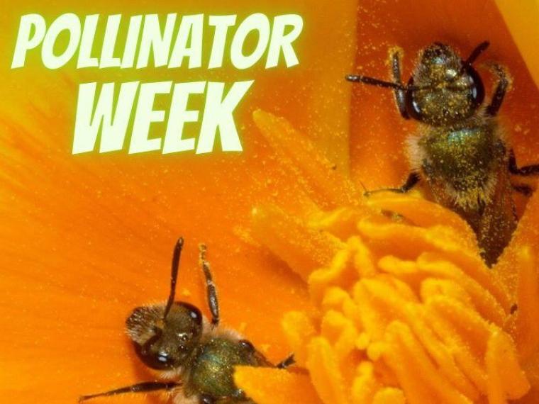 Pollinator Week One Tam