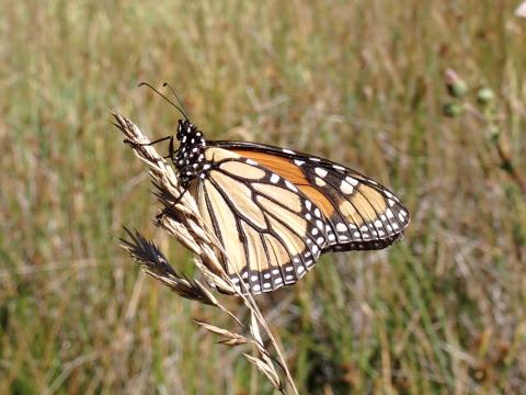 Adult monarch butterfly. Photo Credit: Nicole Parra/Parks Conservancy