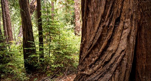 Redwood Creek Watershed