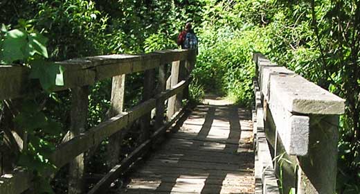 Redwood Creek Trail