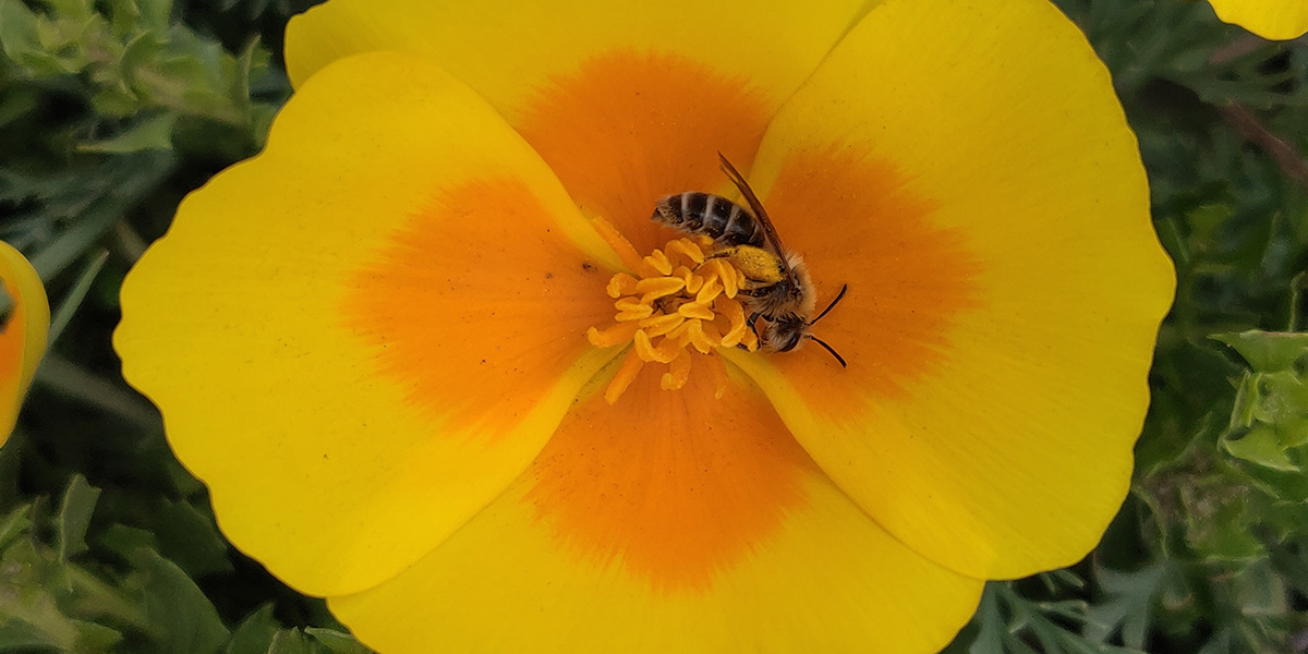 A small yellow and black bee perches in the orange center of a flower.