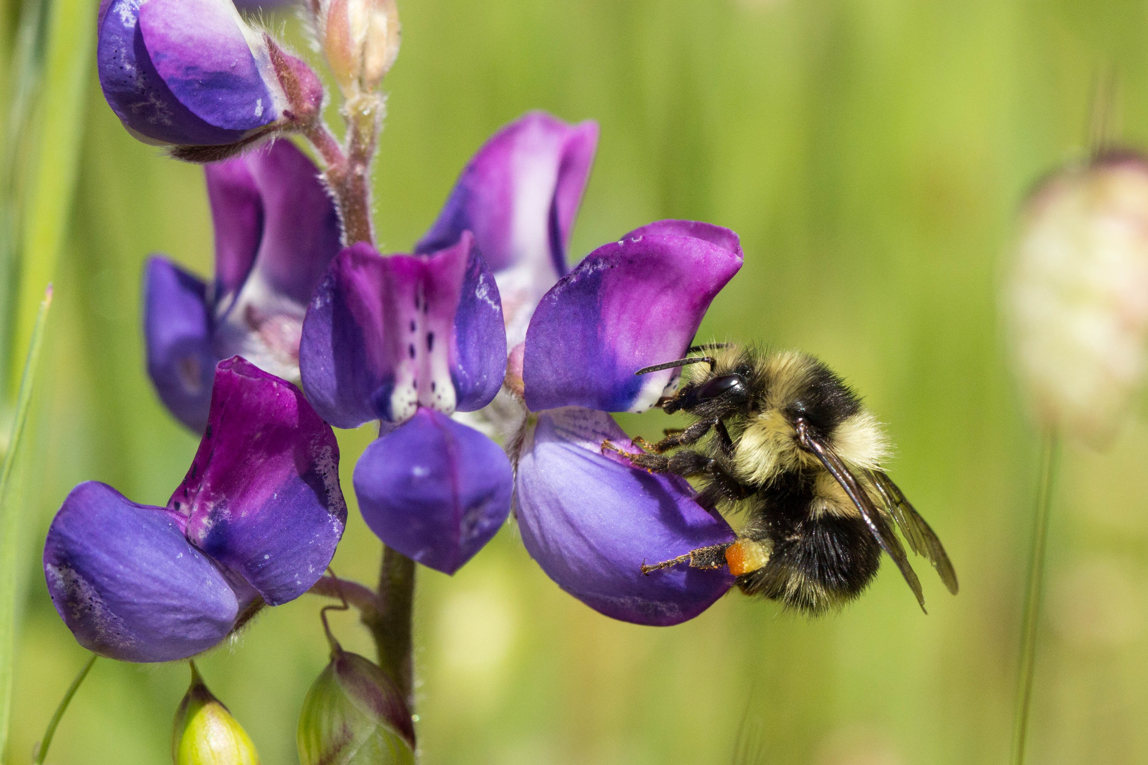 Bombus melanopygus. Photo credit: Nevin Cullen.