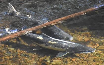 Two Chinook Salmon, mostly gray with whitish underside and a few white spots, swim under a thin brown branch, against a background of brown gravel creek bottom
