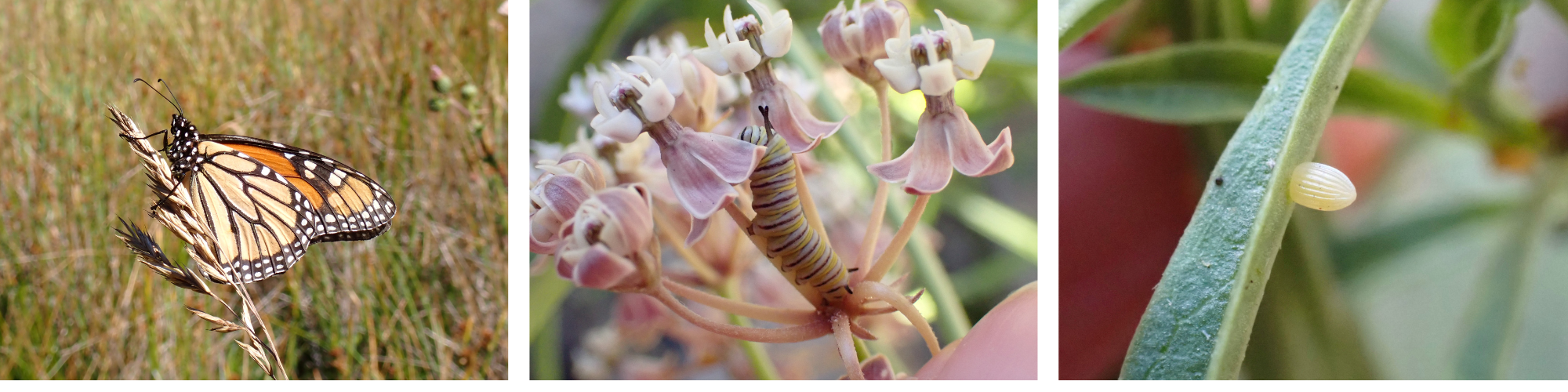 Monarch butterfly stages, observed during One Tam milkweed monitoring. Photo credit: Nicole Parra/Parks Conservancy